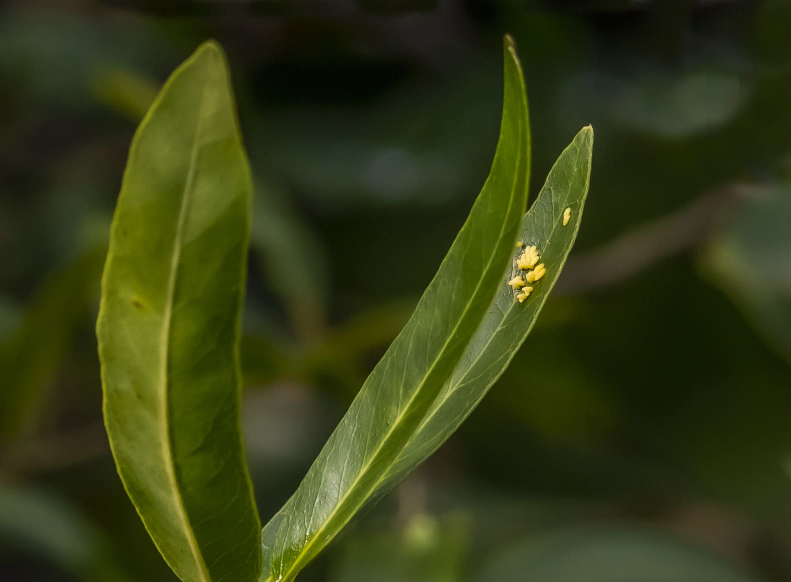 Heavy Rains Bring a Burst of White Butterflies