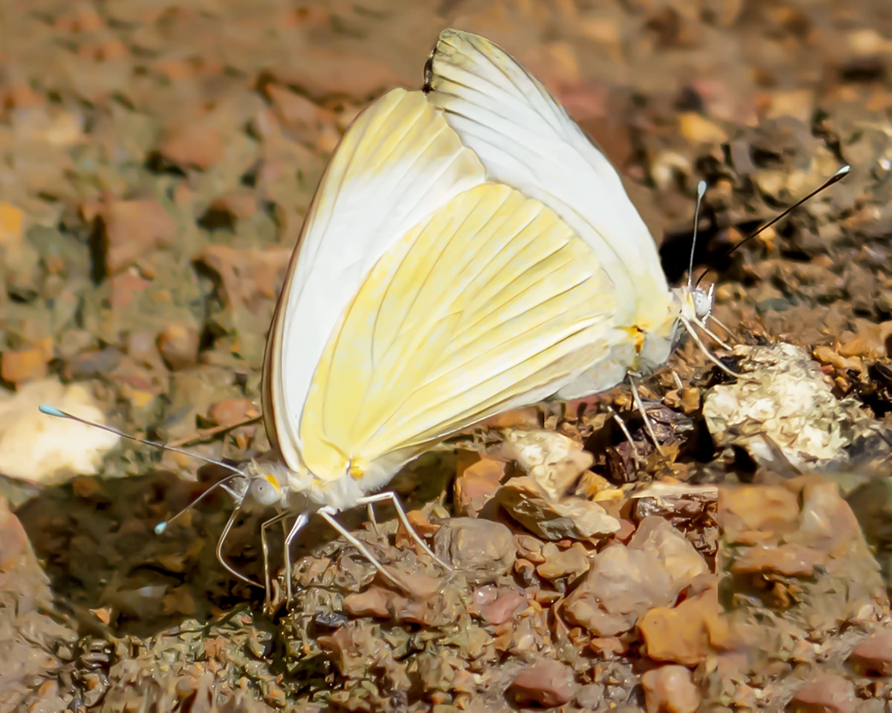 Heavy Rains Bring a Burst of White Butterflies