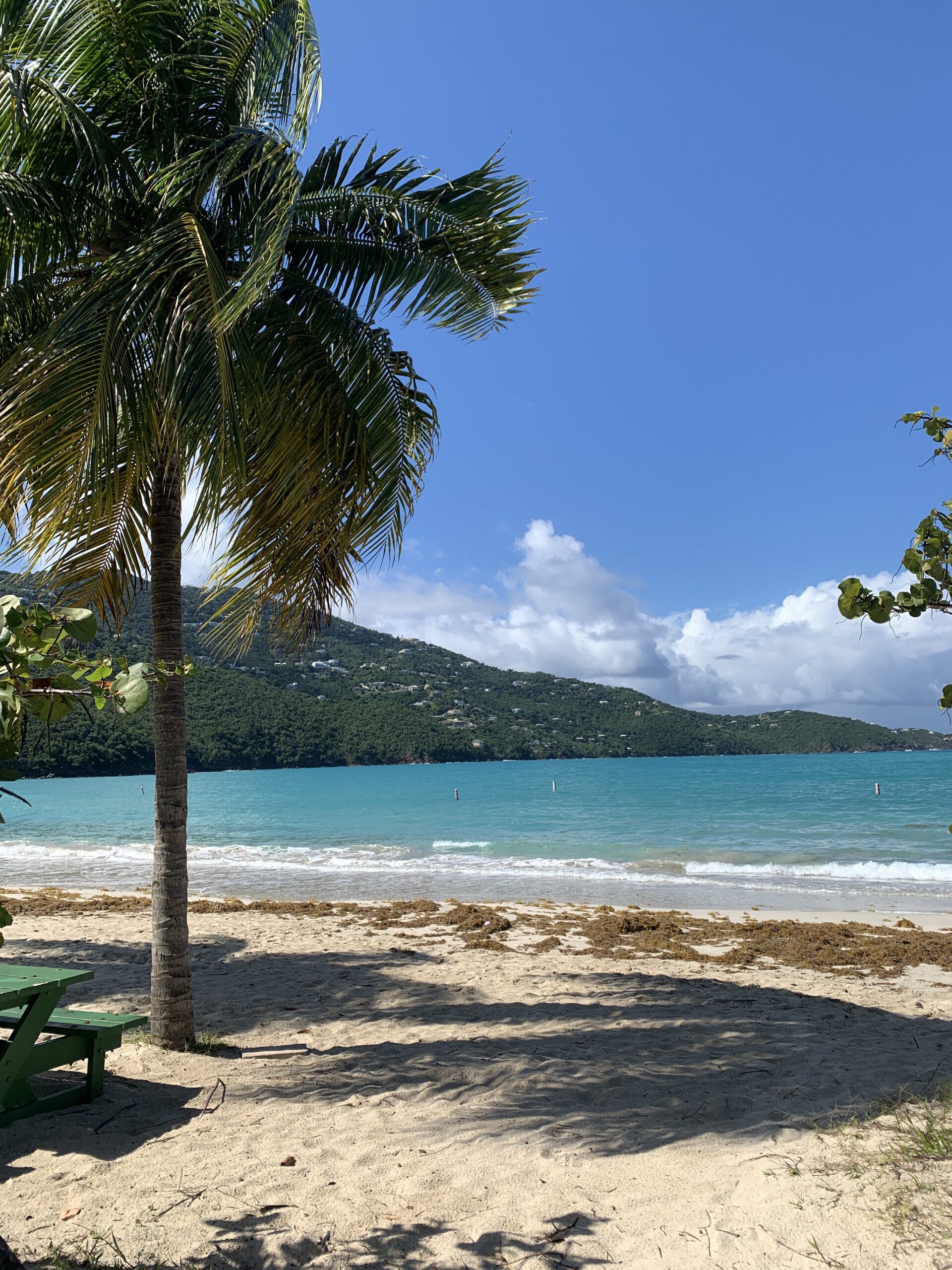 Sargassum Seaweed Arrives on St. Thomas St. Thomas Source