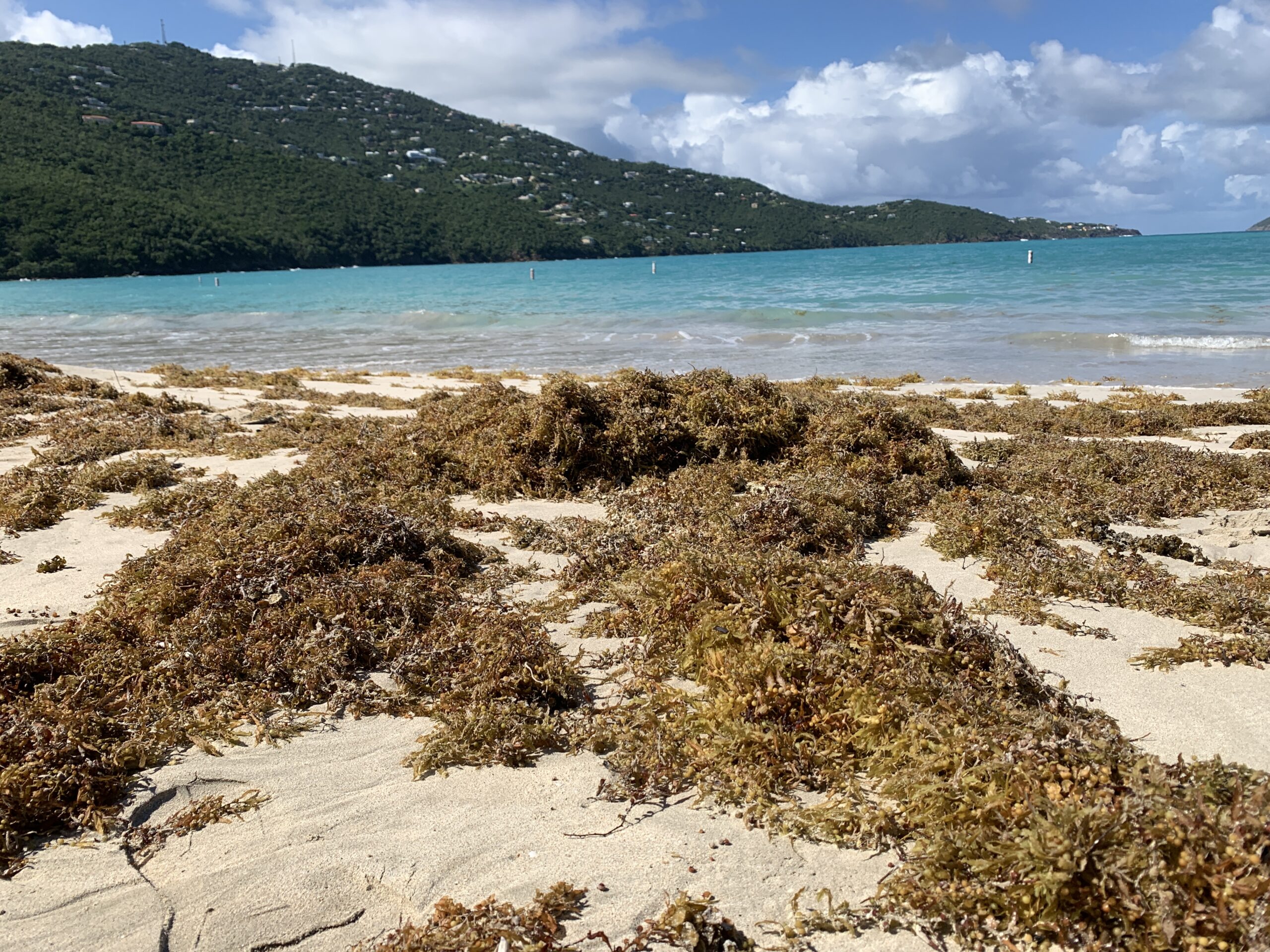 International Project Is Transforming Sargassum Challenges Into