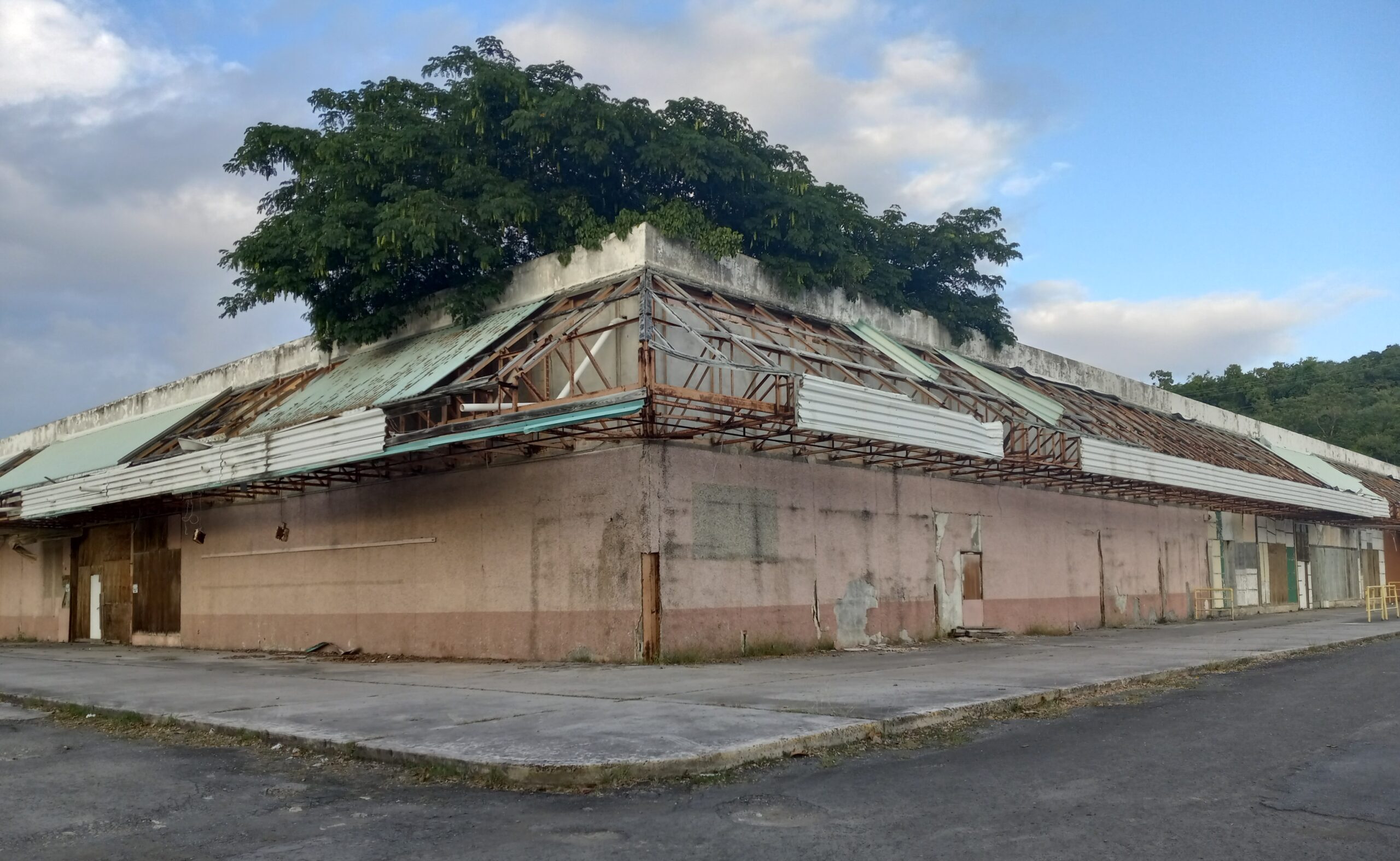 The La Reine shopping center on St. Croix, with trees growing through the building. (Photo by Olasee Davis)