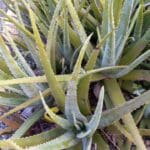 Aloe
