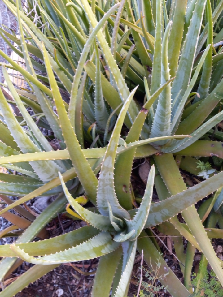  Aloe ( Aloes vera) is one of the most popular herbs in today modern world. Locally, we call Aloe Sempervivy. (Photo by Olasee Davis)