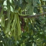 Carob