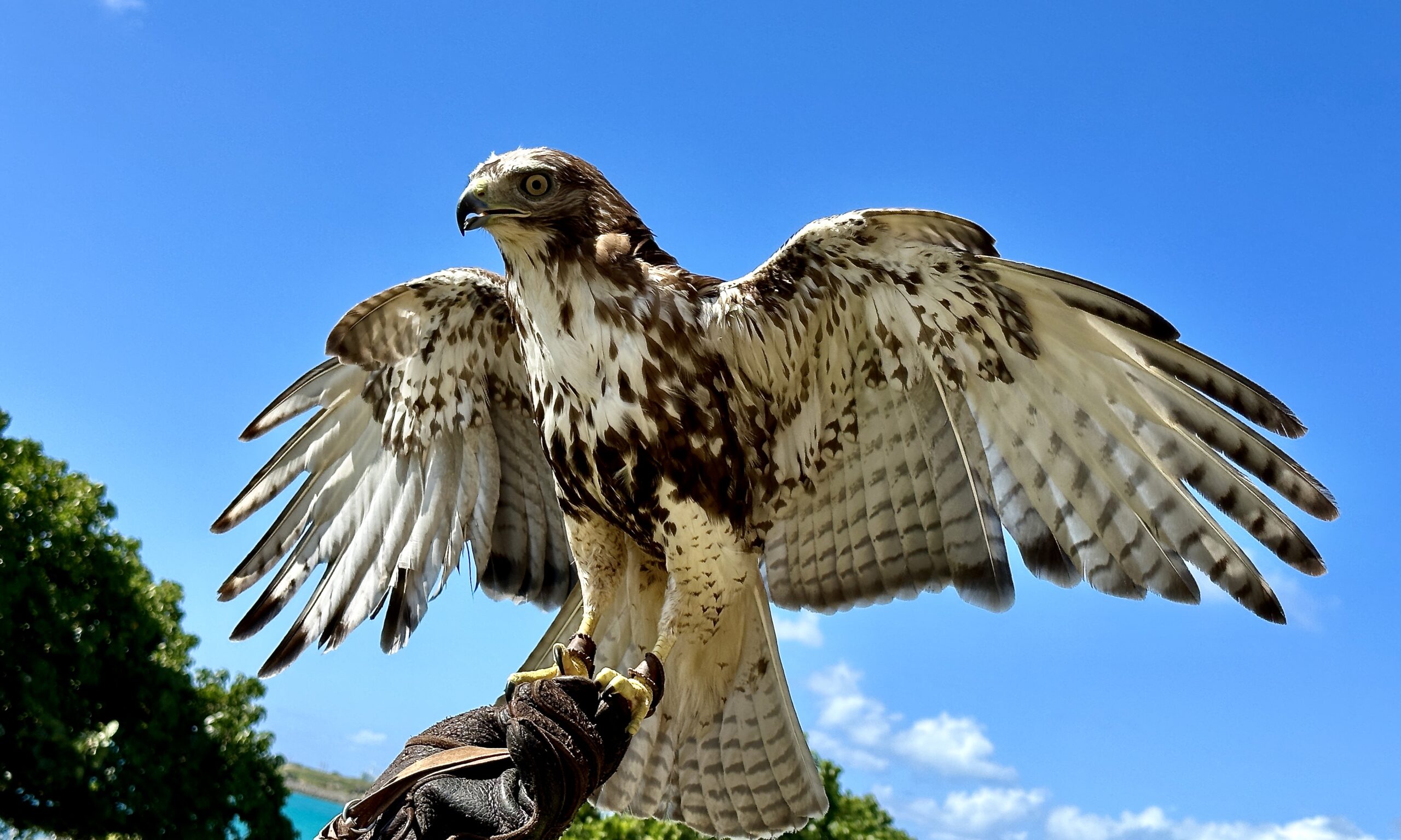 Red Tailed Hawk Wings