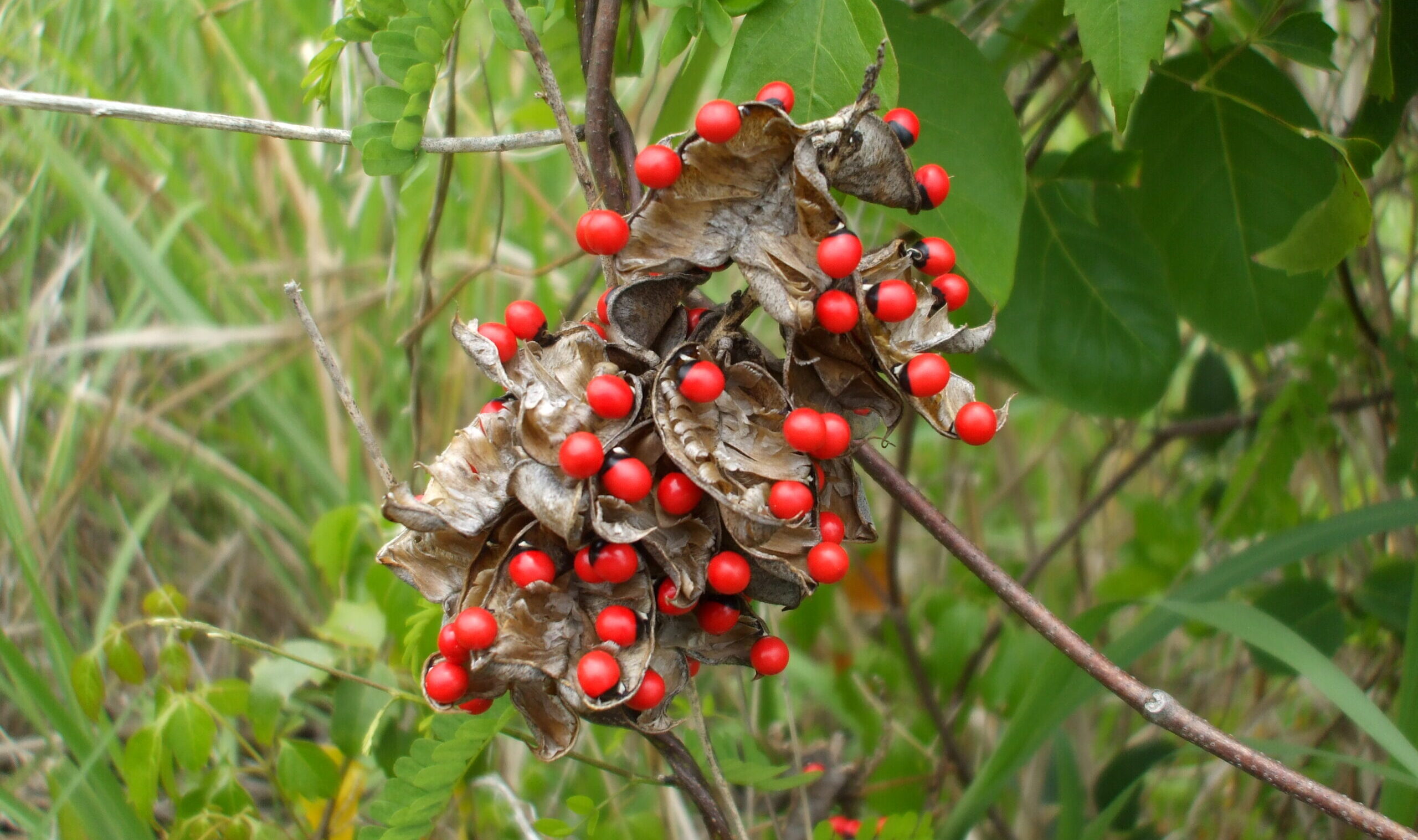 Jumbie beans ( Abrus precatorius). Once a popular folklore in the Virgin Islands. (Photo by Olasee Davis)