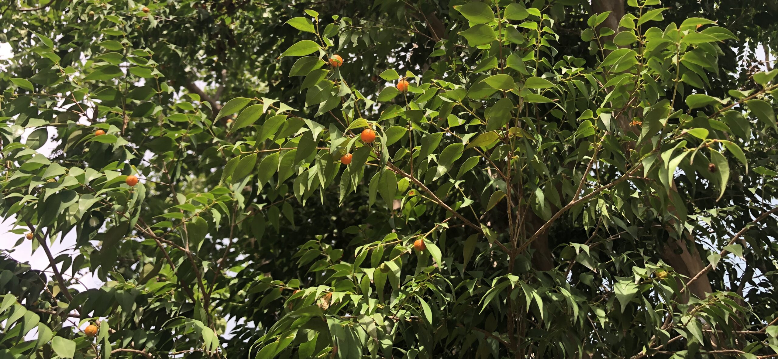 A prized orange guavaberry tree grows on the North Side of St. Thomas. (Source photo by Sian Cobb)