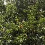 guavaberry