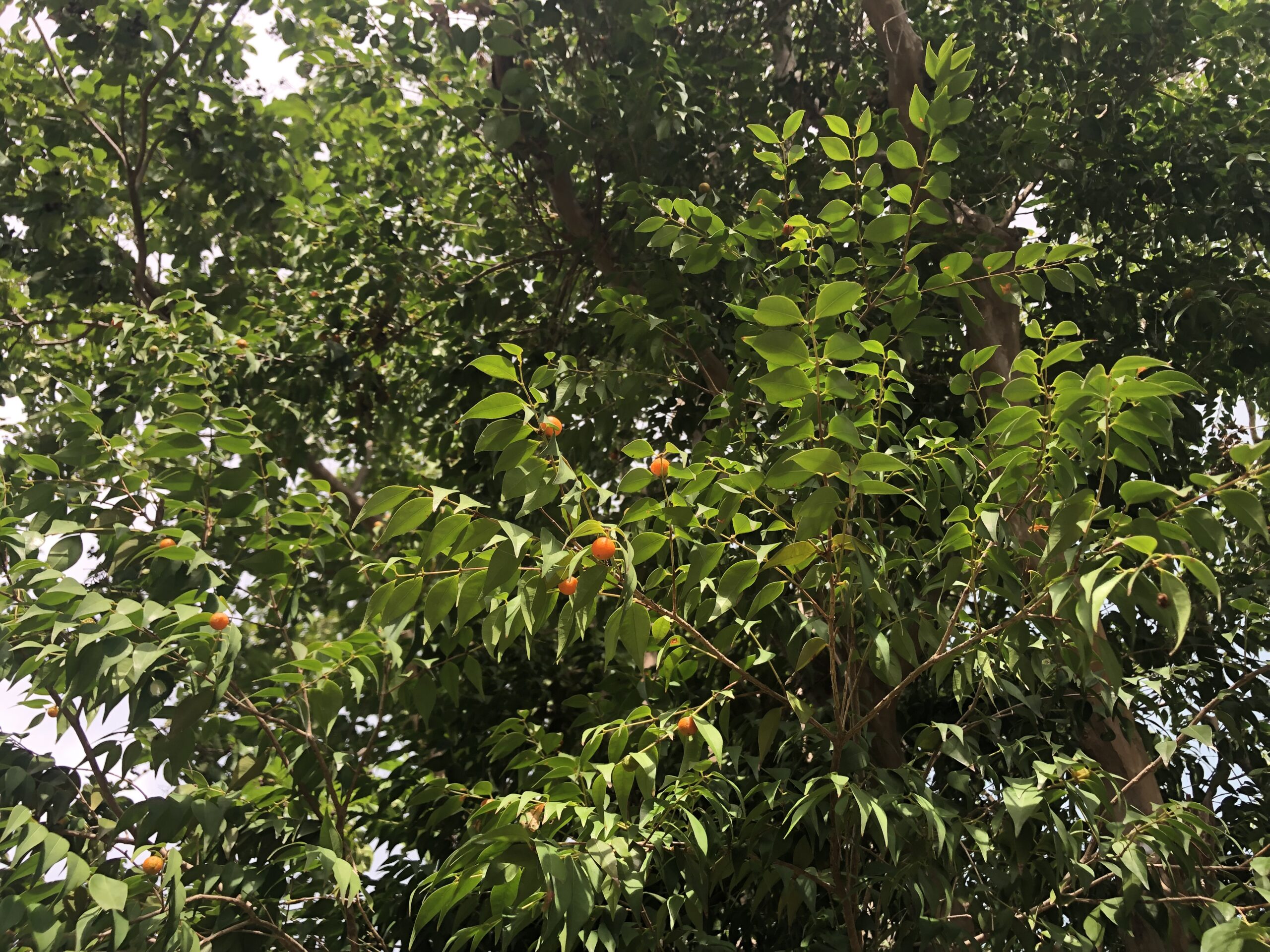 A prized orange guava berry tree grows on the North Side of St. Thomas. (Source photo by Sian Cobb)