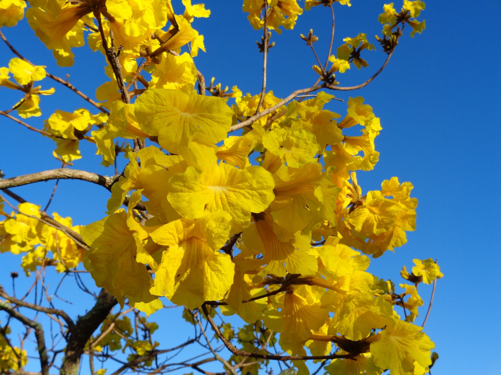 Blooms on a yellow trumpet tree. (Photo courtesy University of Florida)