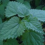 Stinging nettle