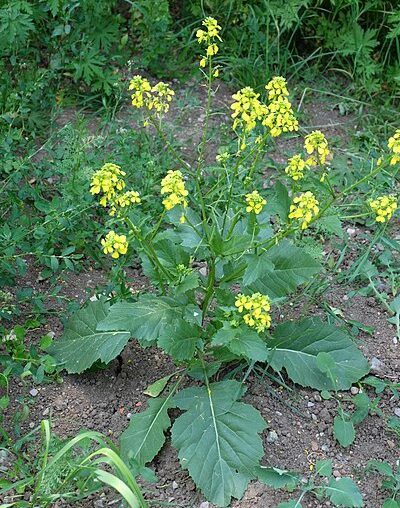 Black mustard ( Brassica nigra) is used for the common cold, rheumatism, painful joints, and arthritis. The seed of Black Mustard is also used for causing vomiting, relieving water retention by increasing urine production, and increasing appetite. (Photo by Olasee Davis)