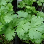 coriandrum-sativum-le-kstarr3