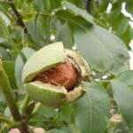 walnut