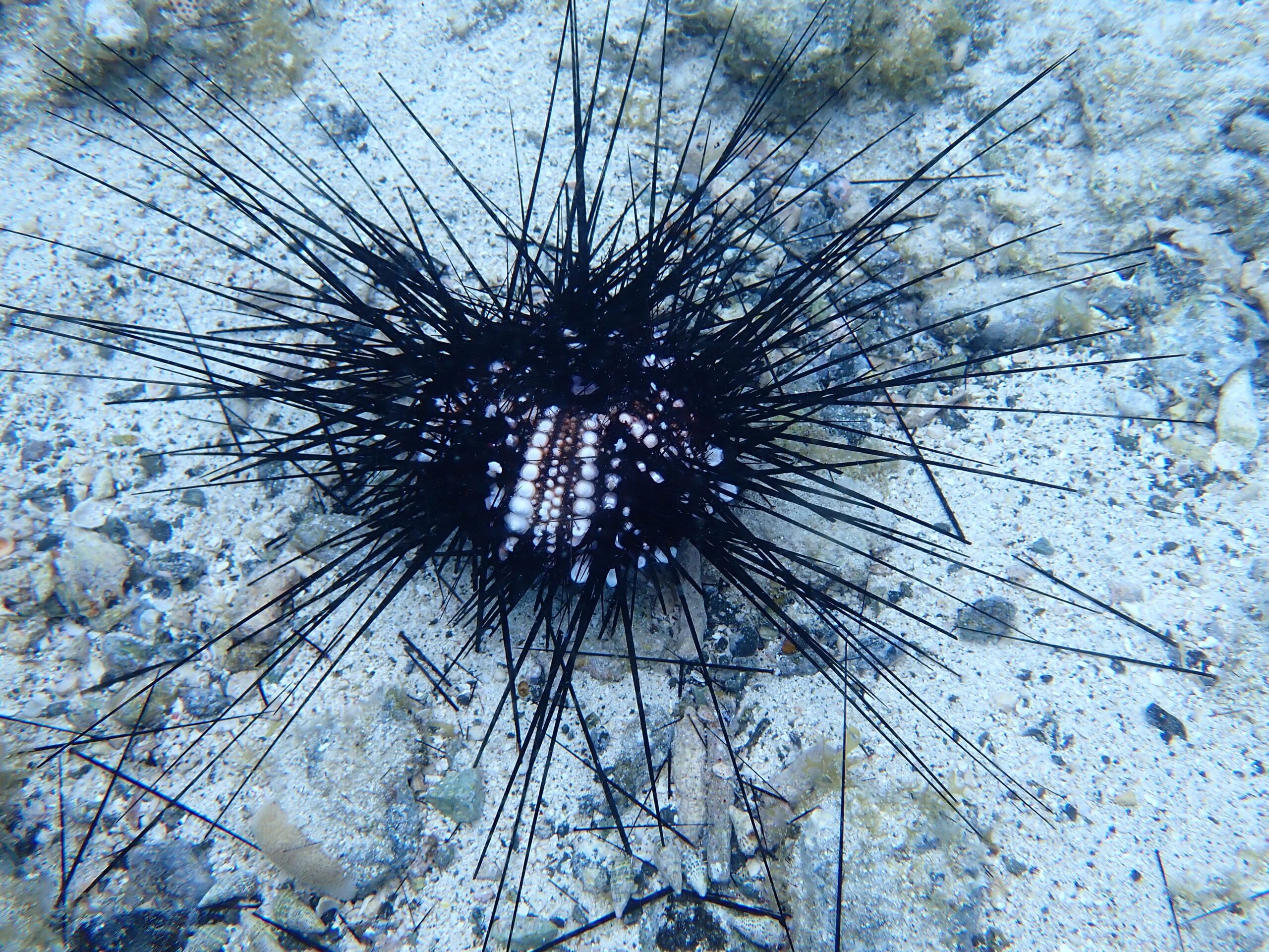 Blue Sea Urchins