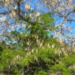 Thibet tree