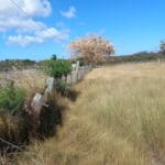 Thibet tree 2