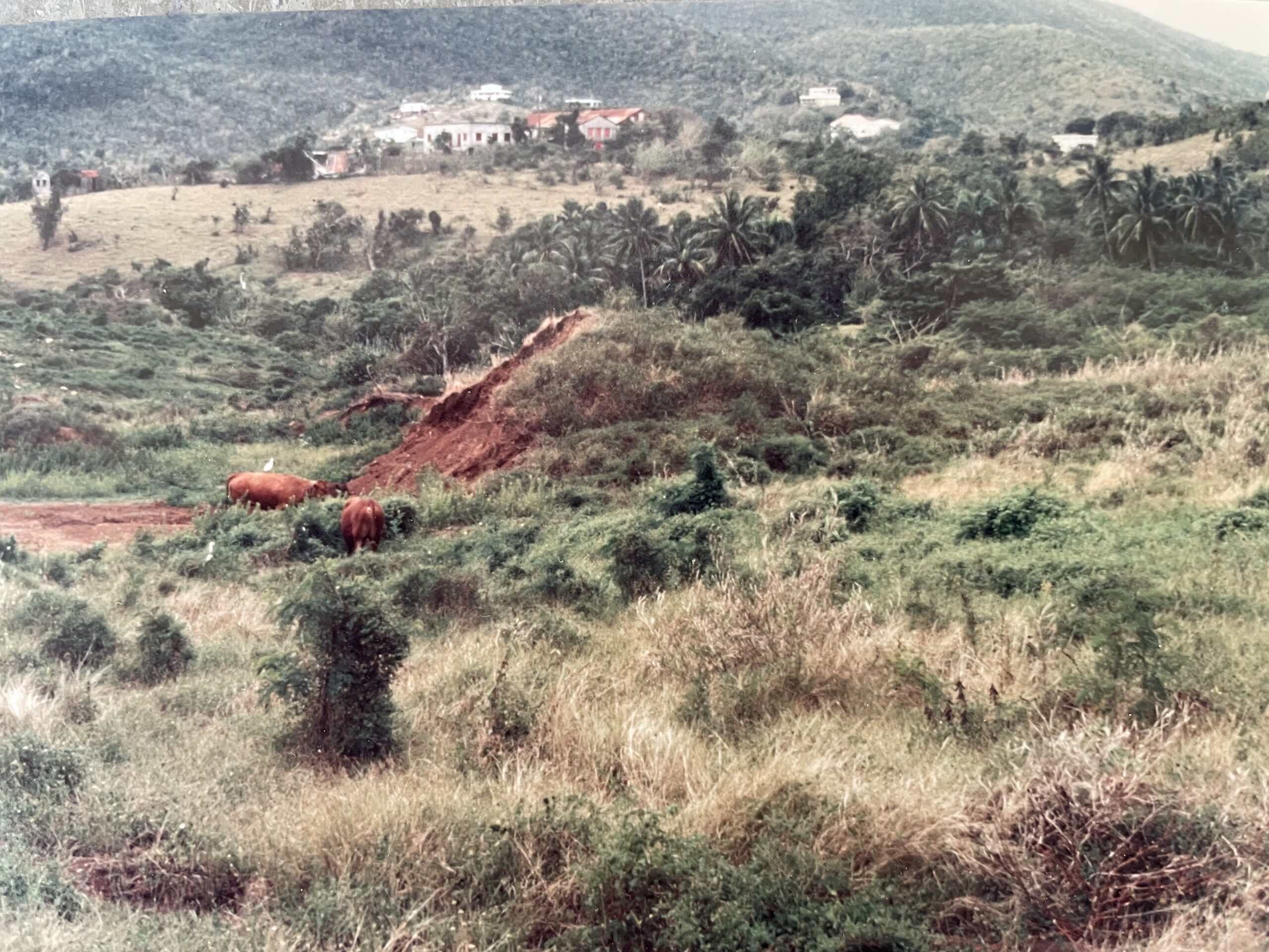 A photo shows the land at the Tutu Archaeological Village Site before excavation in 1990. (Photo by Emily Lundberg)
