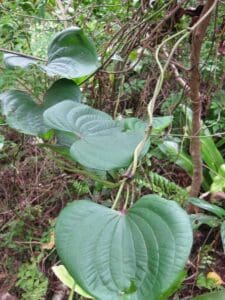 Yam, any of several species of the genus Dioscorea( family Dioscoreaceae) grown for their edible tubers. According to the late naturalist George A. Seaman, “The old people said that May spelled backwards gave us yam, and that this lovely month was the time to plant this starchy root, since it matured below the ground.” (Photo by Olasee Davis)