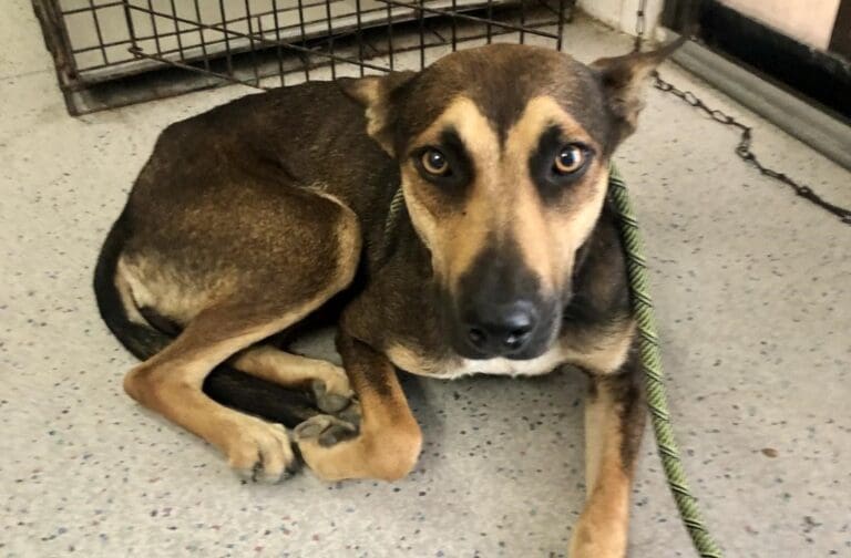 Adopt a Special Pet and Provide a Fur-ever Home