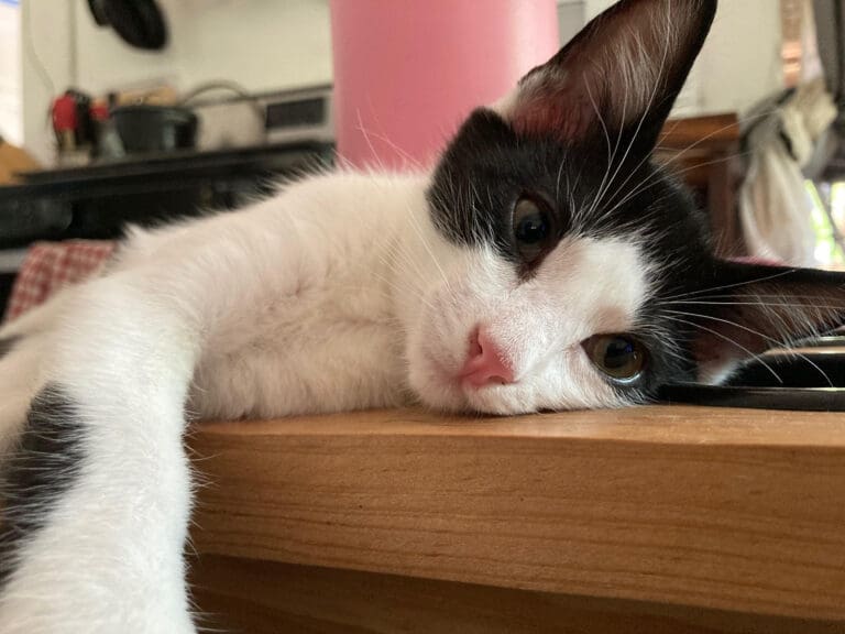 Adopt a Special Pet and Provide a Fur-ever Home!