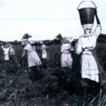 Sugarcane workers