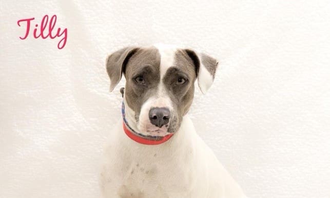 Adopt a Special Pet and Provide a Fur-ever Home