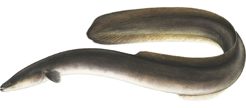 Historically, eels used to travel from the ocean up to Upper Love Gut, Caledonia Gut, and other streams on the island that connected to mangrove inlets, and they swam inland for miles. (Photo courtesy Olasee Davis)