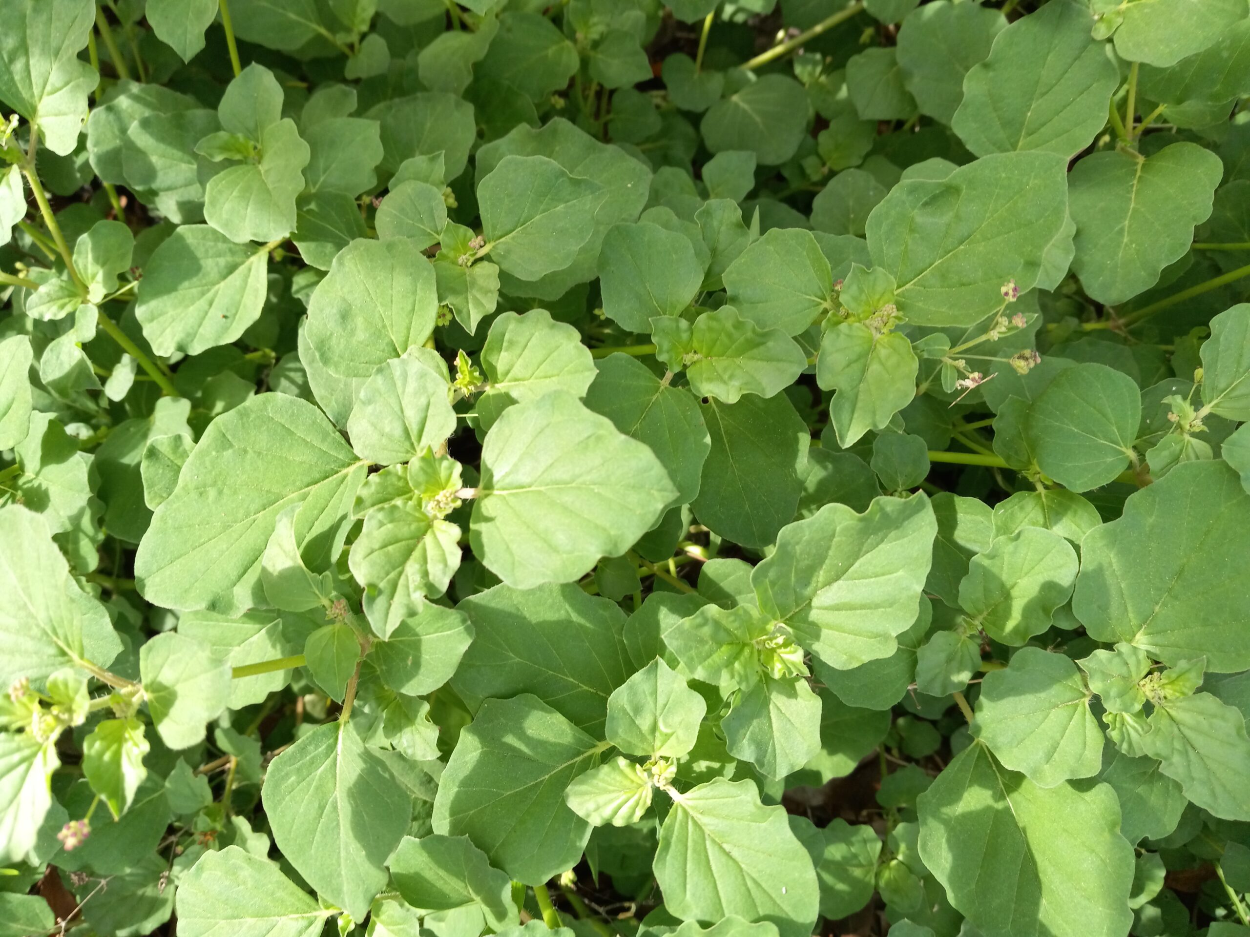 Batabata (Boerhavia diffusa) is another weed used in our kallaloo. Batabata is a weed that grows throughout the Virgin Islands. Some ingredients include fish, land crabs, pigtails, hambones, tannia leaves, batabata, Whitey Mary, Manbower, Papalulu, Sea pussly or Purslane, thyme, hot pepper, and okra. (Photo by Olasee Davis)