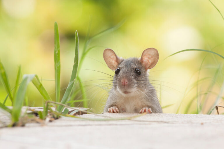 Study: Territory’s Rats and Mice Are Loaded with Leptospira Bacteria