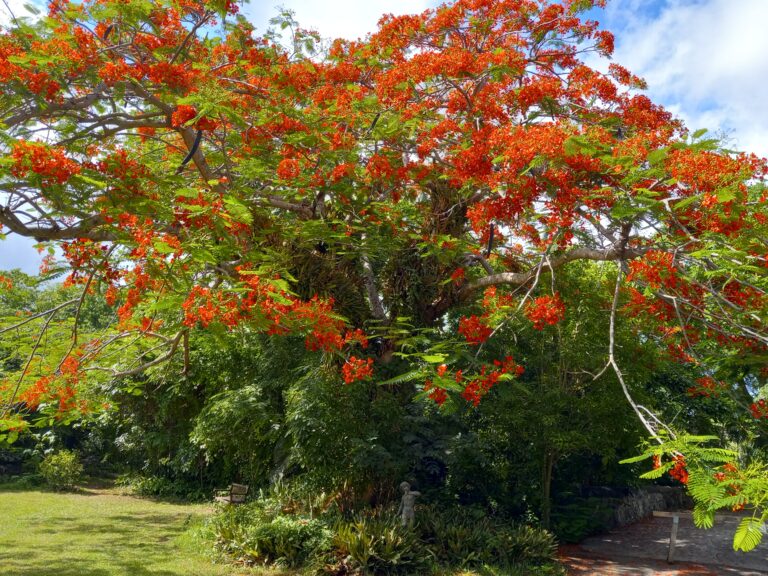 Op-Ed: Flamboyant Trees Offer a Feast for the Senses