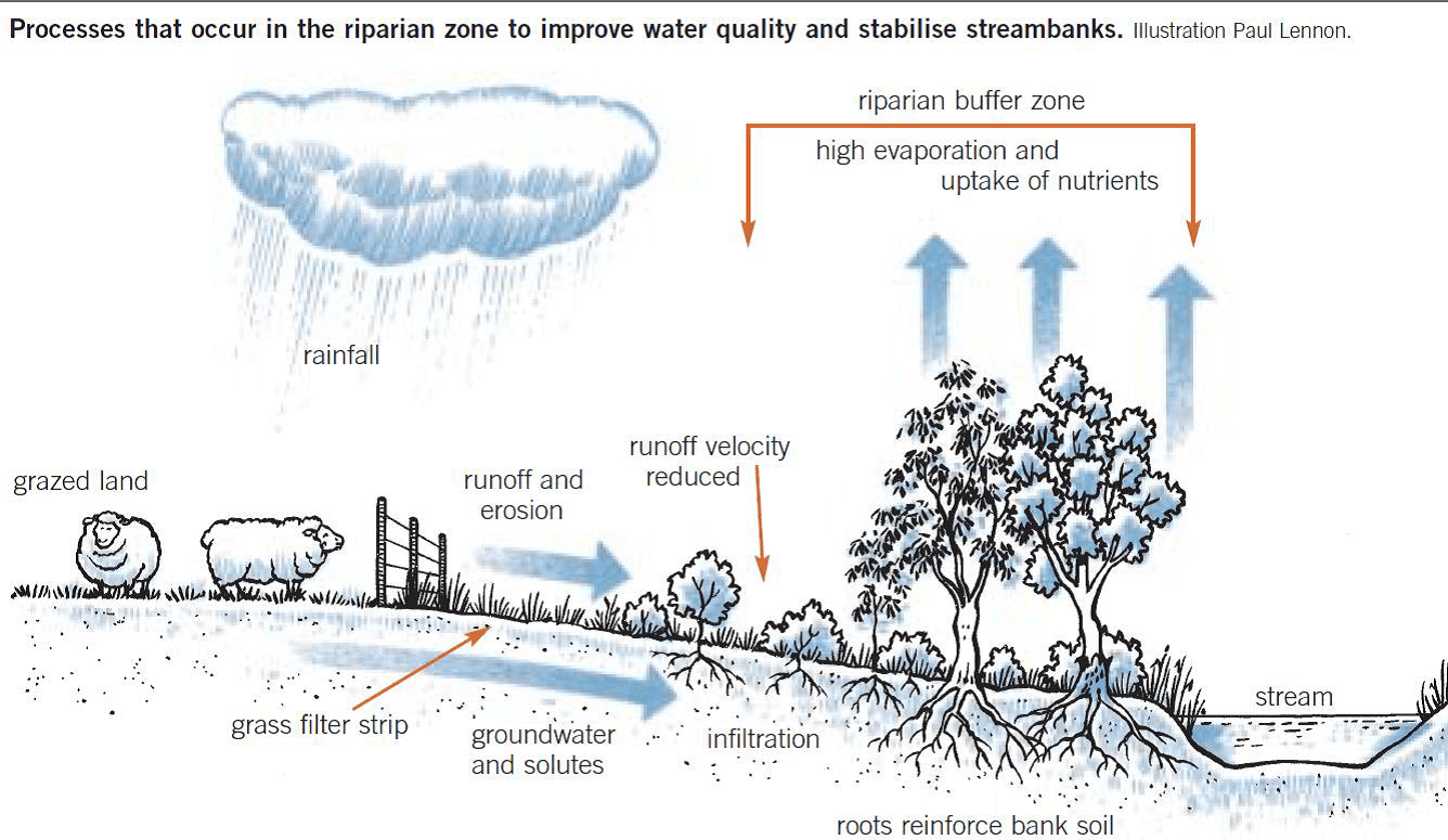 This Illustration shows how a riparian buffer zone should operate. (Image courtesy Teagasc)