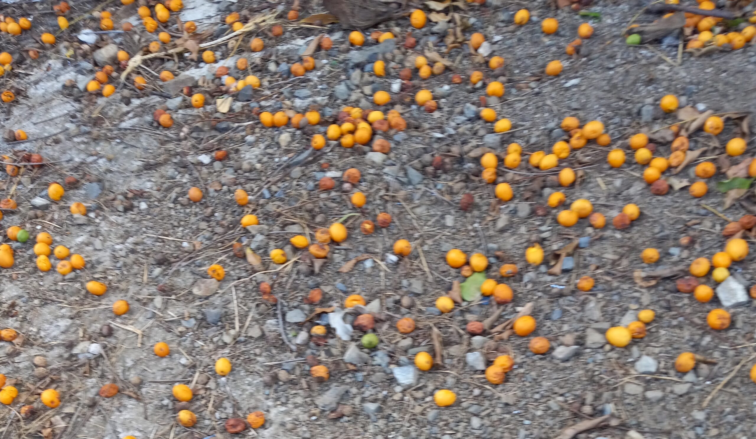 There are literally thousands of hog plum fruits on the ground wasting. In the old days gone by in the Virgin Islands history , this was an uncommon sight to see because children and adult ate the fruits. (Photo by Olasee Davis)