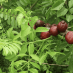 Red plum