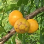 September plum fruit