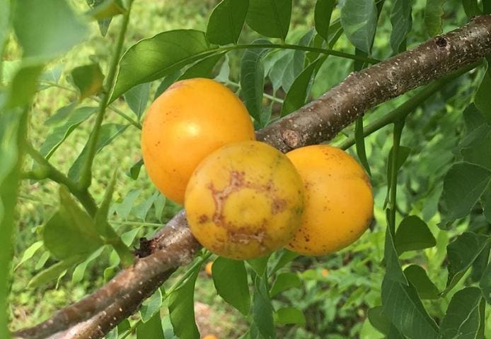 Opinion: Don’t Confuse Hog Plums With September Plums