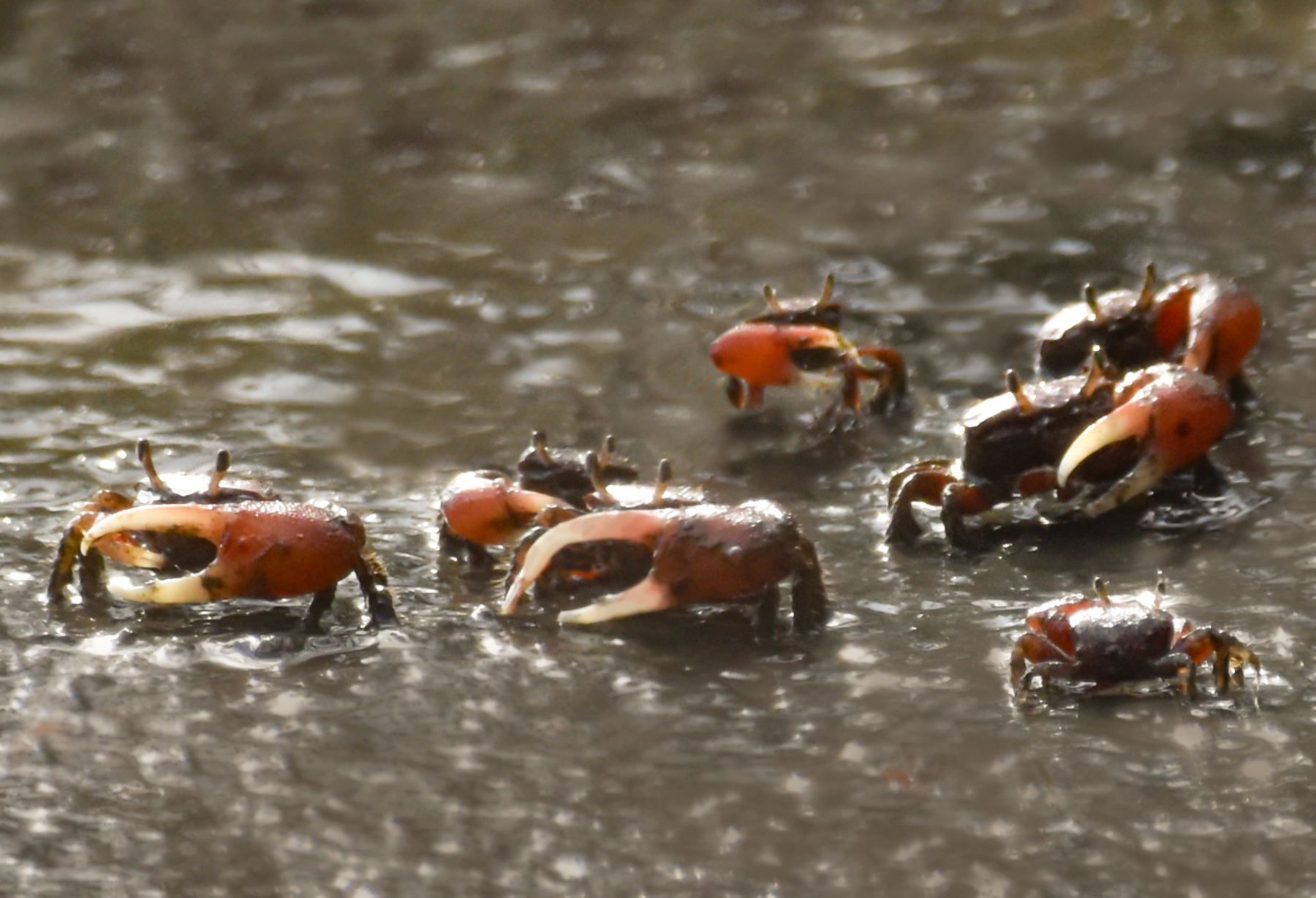 Are Those Fiddler Crabs Waving at Me?
