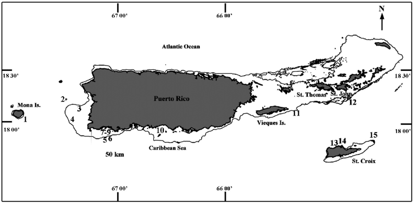 Geologically speaking, all the northern Virgin Islands including the British Virgin Islands are on the same โbank or โshelfโ as Puerto Rico. (Image courtesy Olasee Davis)