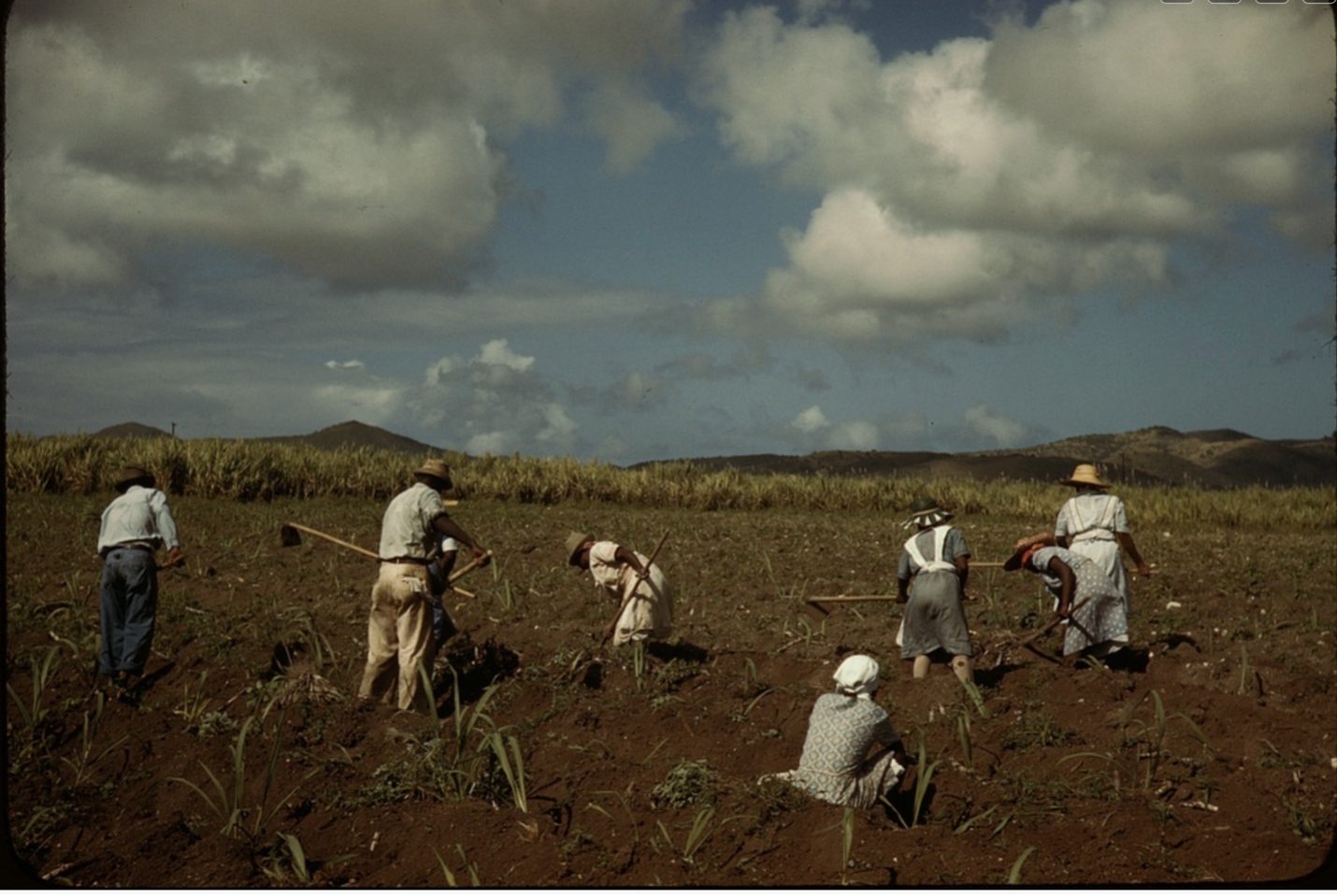 Cultivation of sugarcane on St. Croix, circa 1941. (Frank Delano photo/Library of Congress Archives)