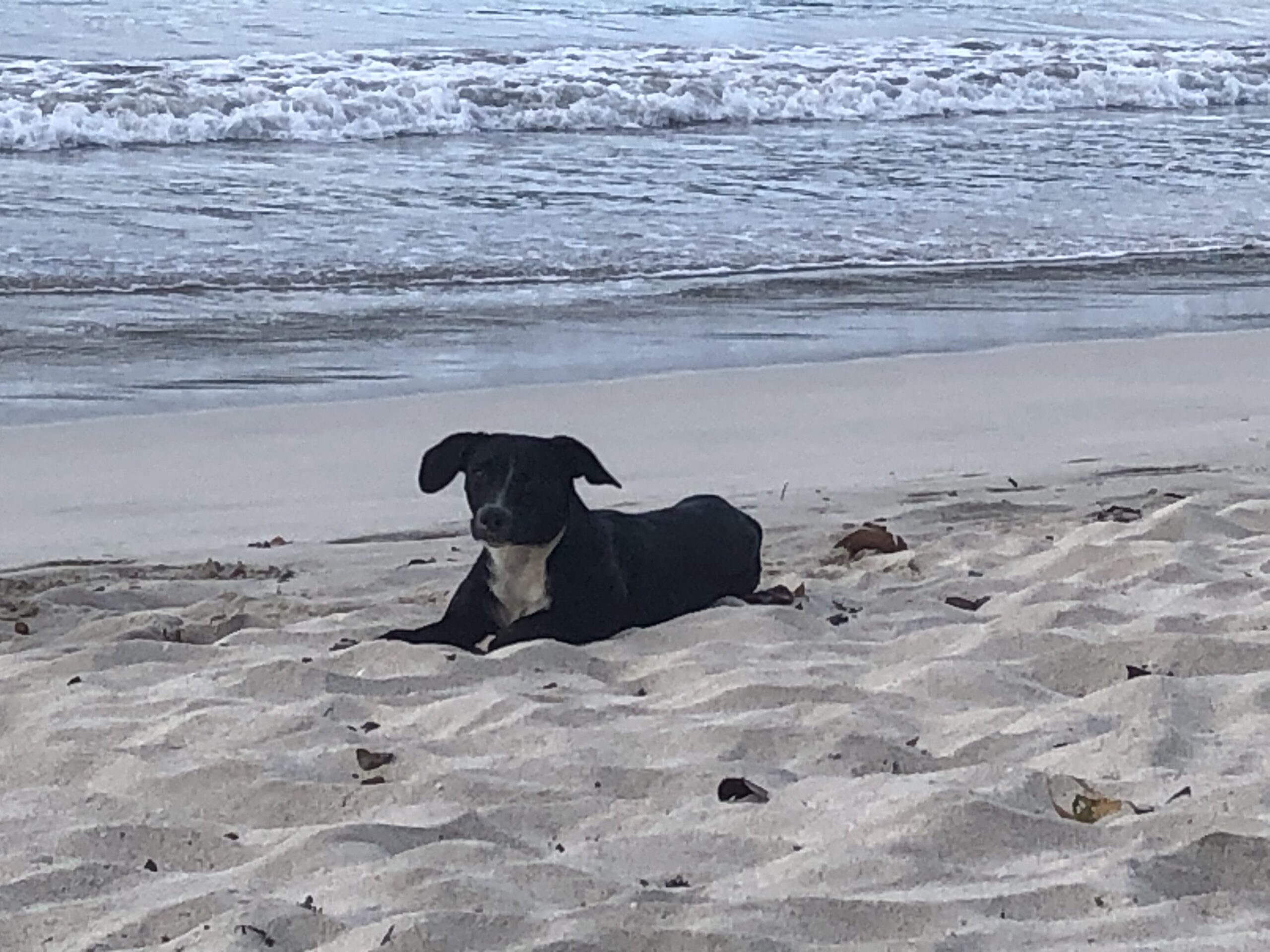 One of the stray dogs making its home at Magens Bay beach. The Humane Society of St. Thomas is working to capture the dogs, which are extremely wary of people. (Source photo by Sian Cobb)