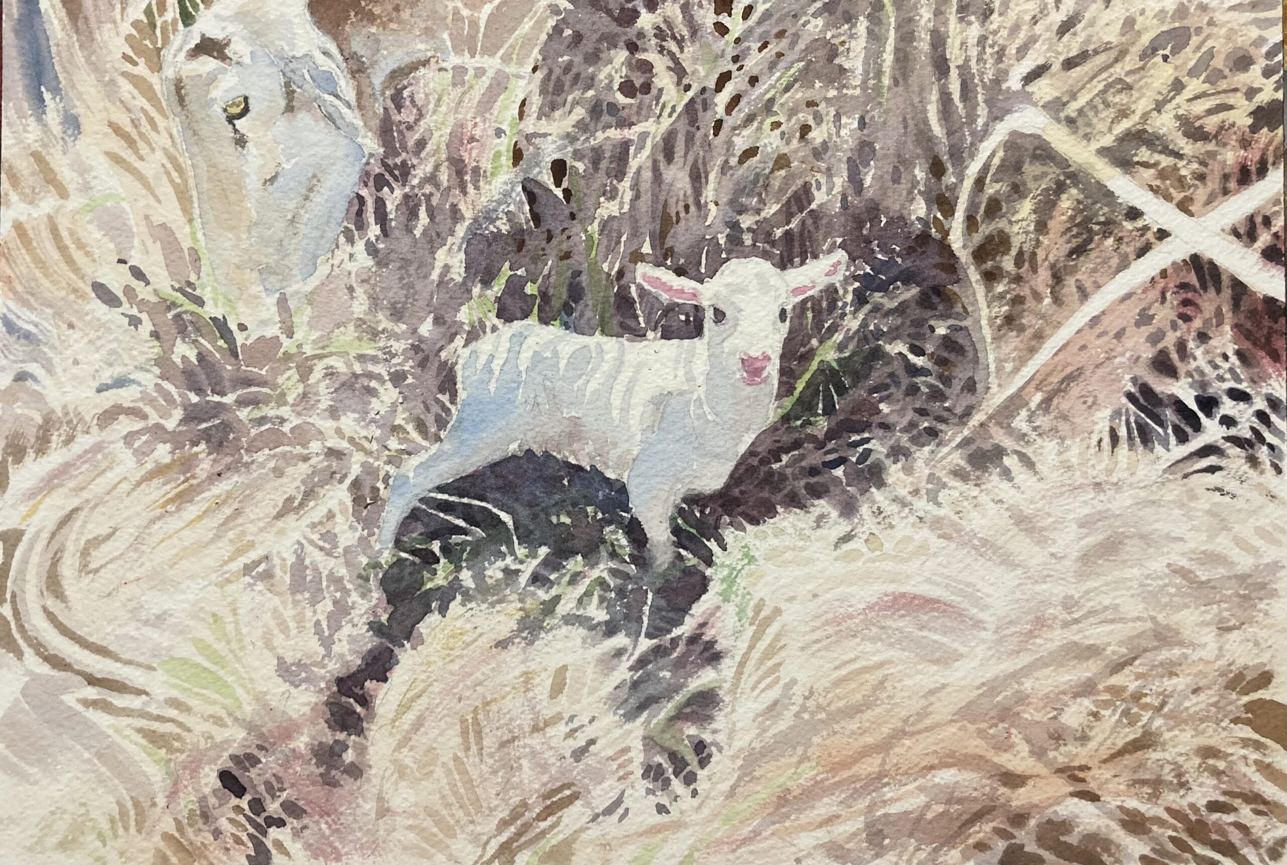 A watercolor of a lamb in the field by St. Croix artist Luca Gasperi. (Photo courtesy Studio Walsh)