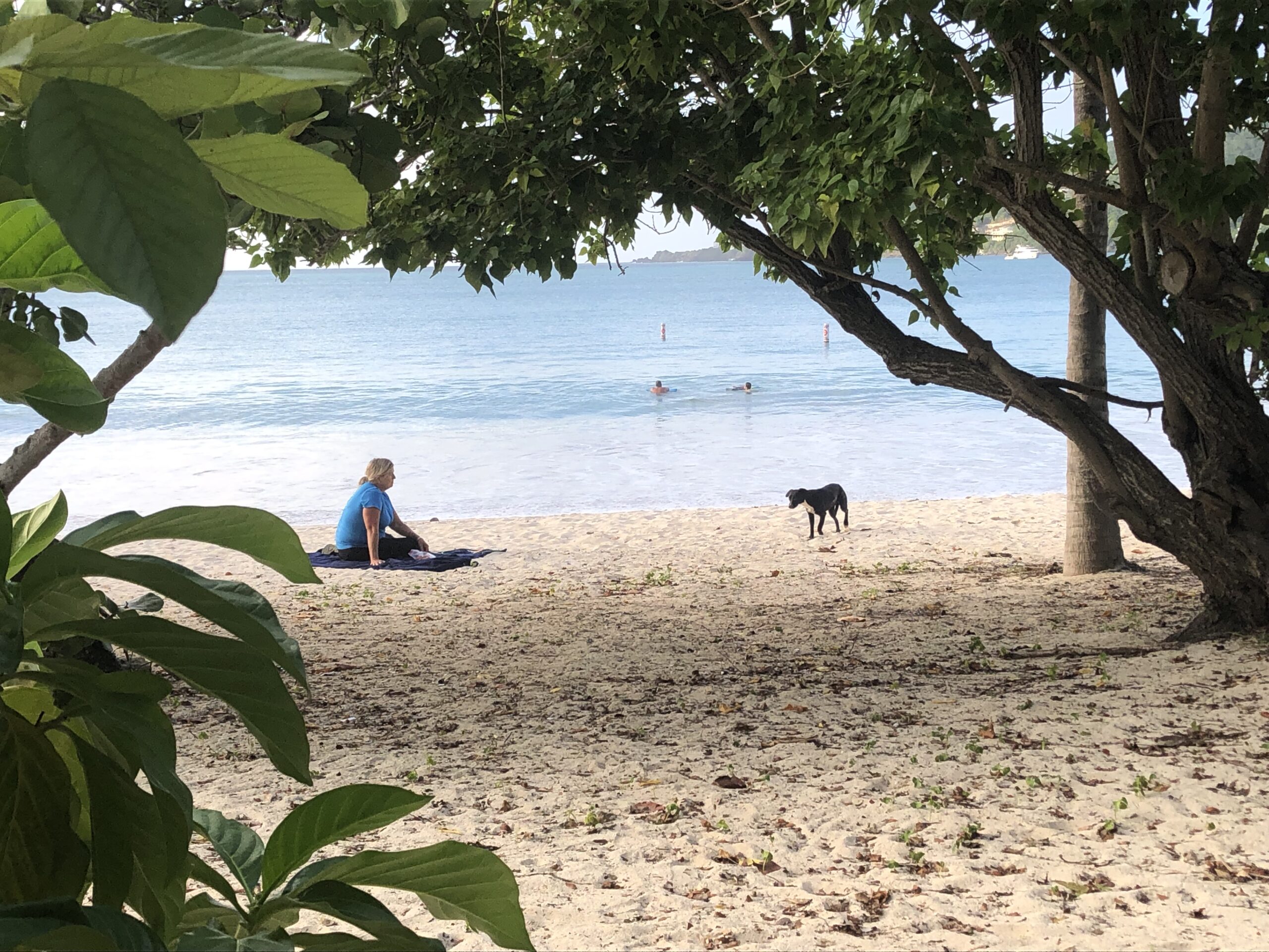 Jen Dean, executive director of the Humane Society of St. Thomas, works to gain the trust of one of the stray dogs at Magens Bay beach on Friday evening. (Source photo by Sian Cobb)