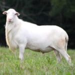 STX White Hair Sheep