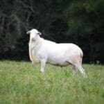 STX White Hair Sheep