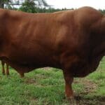 Senepol cattle