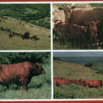 Senepol cattle