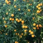 Valencia oranges