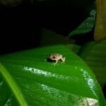 20200124_Puerto Rican coqui (1)