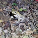 20210819_Cane toad (3)