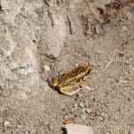 20230710_Mute coqui (Amy’s house)